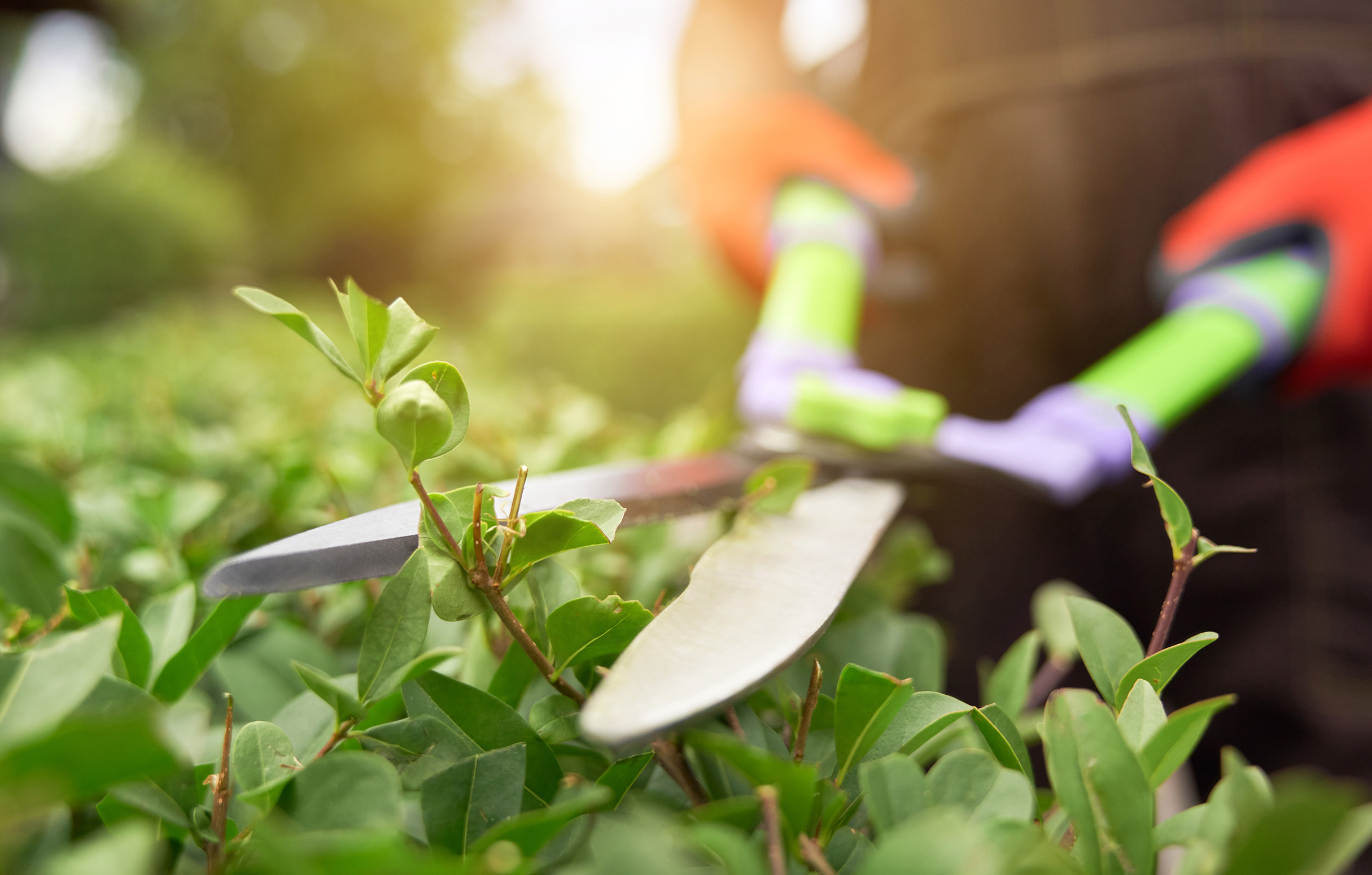 Nahaufnahme von Händen mit Heckenschere bei Gartenarbeit