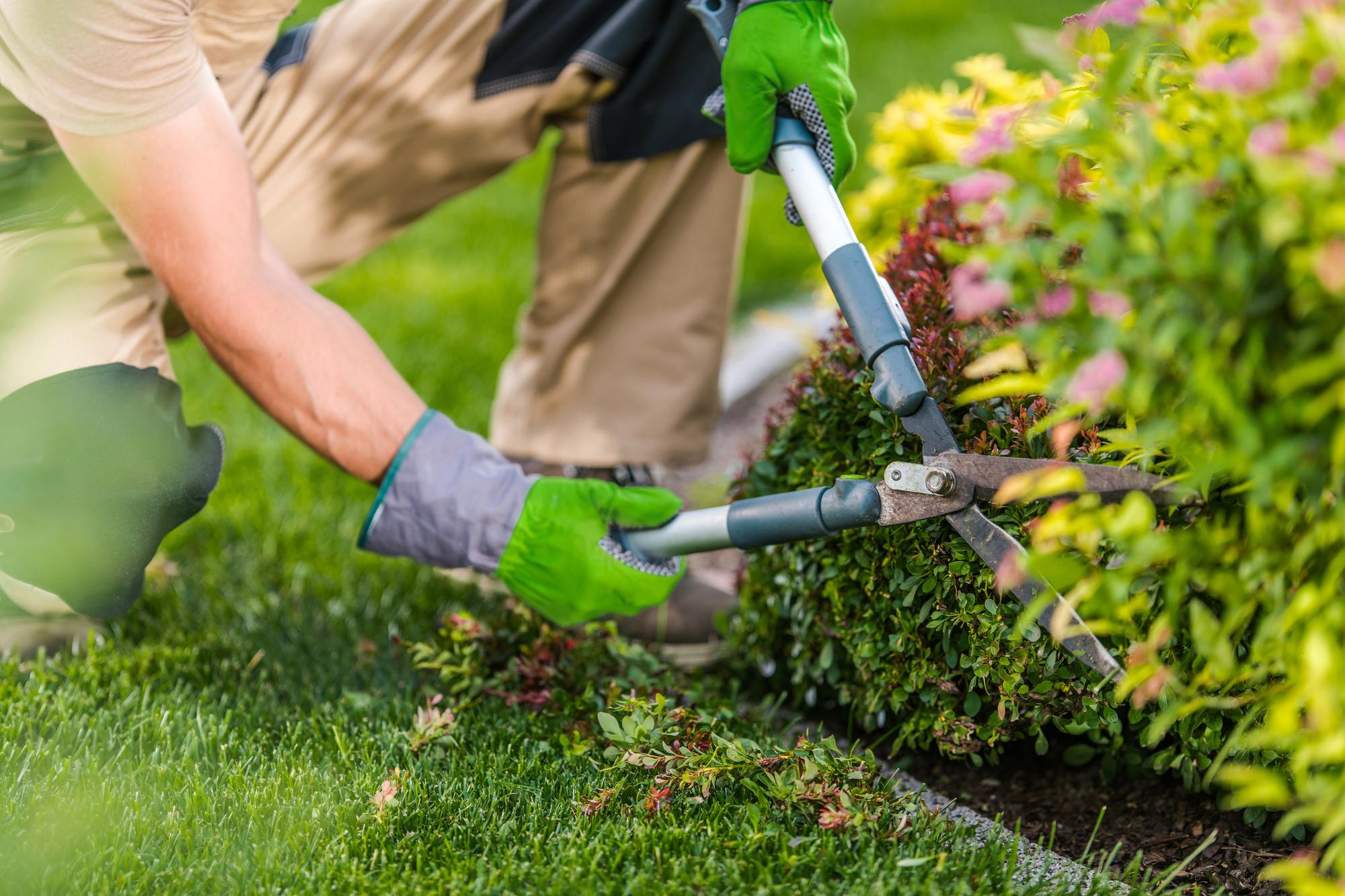 haende-gartenarbeit Hände mit Gartenhandschuhen pflegen Pflanzen